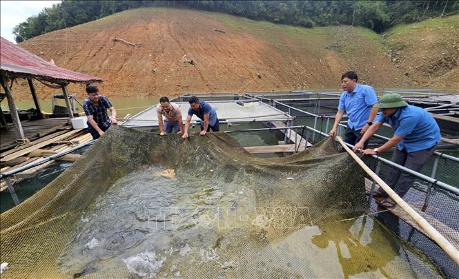 Ông Lương Khăm Phăn, trú bản Vẽ, xã Yên Na (Nghệ An) duy trì 18 lồng cá, mỗi năm thu lãi hơn 200 triệu đồng. Ảnh: Văn Tý-TTXVN