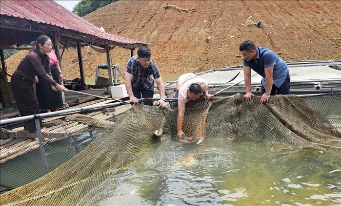 Khó khăn lớn nhất hiện nay là người dân còn thiếu là kỹ thuật chăm sóc và con giống. Ảnh: Văn Tý-TTXVN