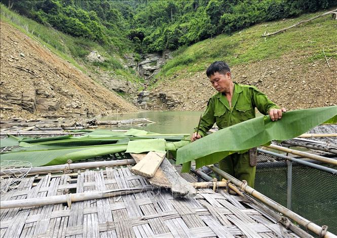 Người dân tận dụng nguồn thức ăn trong tự nhiên như lá rừng, cá nhỏ trong lòng hồ... để giảm chi phí nuôi trồng. Ảnh: Văn Tý-TTXVN