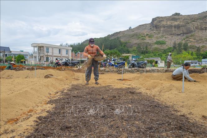 With about 3 sao (approximately 3,000 square meters) of cultivated land, many households can harvest about 2 tons of fresh garlic per season if the weather is favorable and the plants grow well. VNA Photo: Xuân Quý