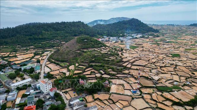 Ly Son's landscape transforms to a light orange colour after the garlic harvest. VNA Photo: Xuân Quý