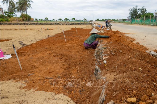 Farmers prepare new soil for growing winter-spring garlic crop. VNA Photo: Xuân Quý
