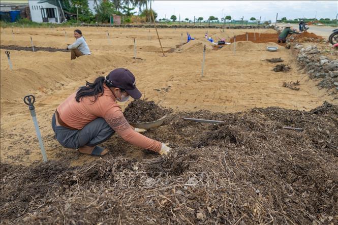 Farmers work the land to prepare for new winter-spring garlic crop. VNA Photo: Xuân Quý