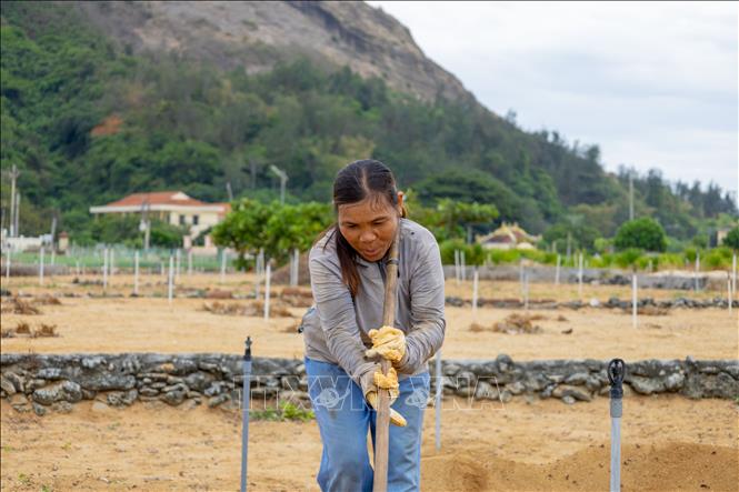 A farmer works the land to prepare for a new winter-spring garlic crop. VNA Photo: Xuân Quý