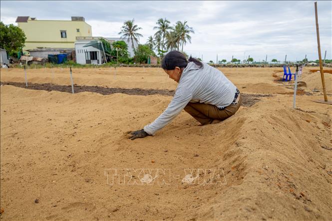 Farmers prepare the soil for a new winter-spring garlic crop. VNA Photo: Xuân Quý