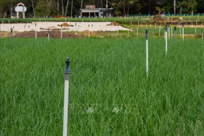 Garlic, along with onions, are characteristic crops that contribute to the livelihoods of the people and create the famous agricultural brand of Ly Son. VNA Photo: Xuân Quý