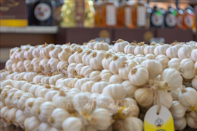 Garlic, along with onions, are characteristic crops that contribute to the livelihoods of the people and create the famous agricultural brand of Ly Son. VNA Photo: Xuân Quý