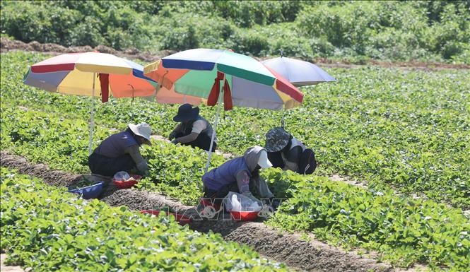 Nông dân thu hoạch dâu trên cánh đồng ở Miryang, tỉnh Bắc Gyeongsang, Hàn Quốc dưới trời nắng nóng, ngày 27/7/2026. Ảnh: YONHAP/TTXVN phát 