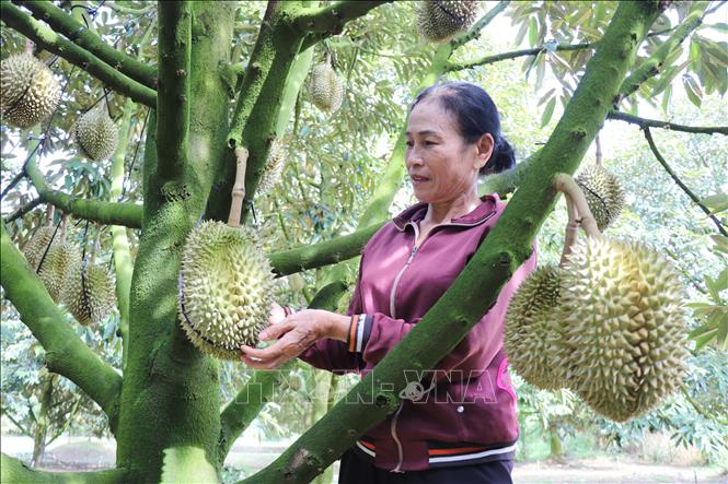 Người dân xã Đạ Tẻh 2 (tỉnh Lâm Đồng) phát triển vùng chuyên canh sầu riêng mang lại hiệu quả kinh tế cao. Ảnh: Nguyễn Huy Thành – TTXVN