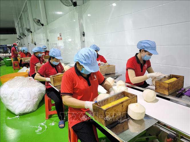 Công nhân chế biến dừa xuất khẩu tại nhà máy Kim Thanh (xã Giao Long, tỉnh Vĩnh Long). Ảnh: Huỳnh Phúc Hậu - TTXVN