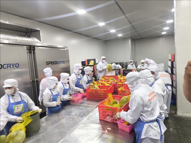 Công nhân chế biến trái cây xuất khẩu tại nhà máy Chánh Thu (xã Chợ Lách, tỉnh Vĩnh Long). Ảnh: Huỳnh Phúc Hậu - TTXVN