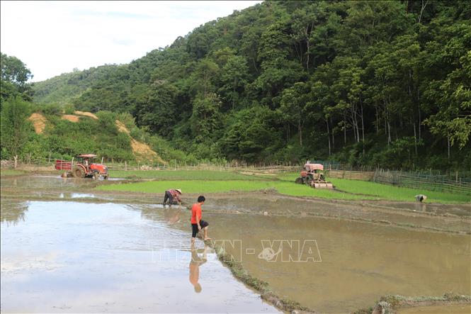 Khi “cơn sốt vàng” được đẩy lùi, người dân xã Yên Na (Nghệ An) tập trung chăm lo phát triển sản xuất nông nghiệp, từng bước ổn định sinh kế và xây dựng cuộc sống bền vững. Ảnh: Xuân Tiến - TTXVN