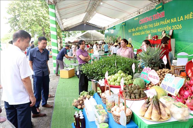 Chương trình xúc tiến, kết nối tiêu thụ sản phẩm na La Hiên và nông sản tỉnh Thái Nguyên năm 2026 diễn ra trong hai ngày 31/7 và 1/8. Ảnh: Trần Trang -TTXVN 