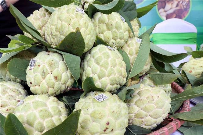 Sản phẩm quả na xã La Hiên đã được chứng nhận OCOP 3 sao. Ảnh: Trần Trang -TTXVN 