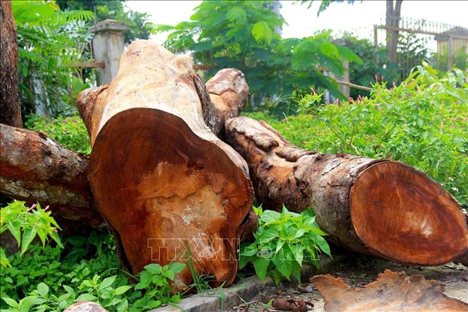 Hiện trường 13 cây xanh trong khuôn viên trụ sở xã H'Bông cũ, nay là xã Ia Hrú sau sát nhập bị cưa hạ tận gốc. Ảnh: Hoài Nam - TTXVN