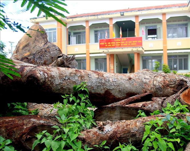 Hiện trường 13 cây xanh trong khuôn viên trụ sở xã H'Bông cũ, nay là xã Ia Hrú sau sát nhập bị cưa hạ tận gốc. Ảnh: Hoài Nam - TTXVN