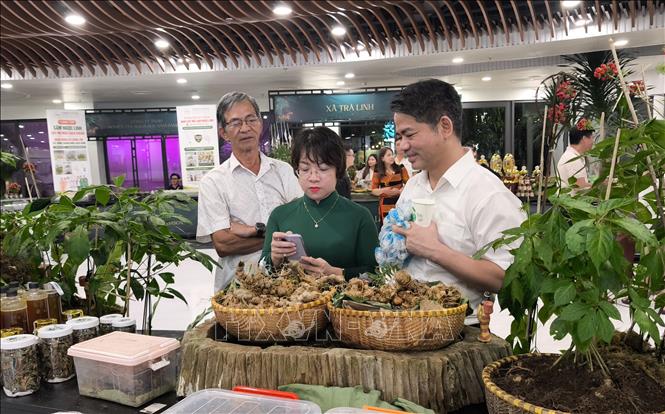 Du khách tham quan, trải nghiệm các sản phẩm từ Sâm Ngọc Linh và dược liệu. Ảnh: Quốc Dũng – TTXVN