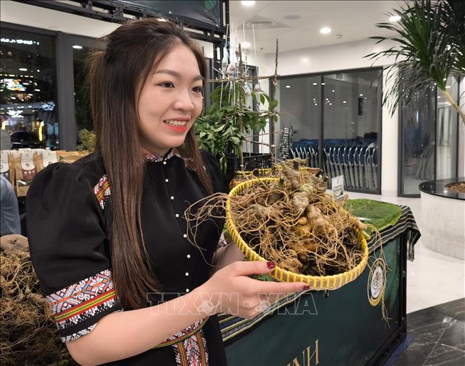 Giới thiệu sản phẩm Sâm Ngọc Linh trồng tại xã Trà Linh (thành phố Đà Nẵng). Ảnh: Quốc Dũng – TTXVN