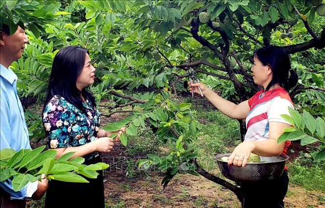 Cán bộ Chi cục Trồng trọt và Bảo vệ thực vật tỉnh Phú Thọ trao đổi với chủ vườn về điều kiện cấp mã số vùng trồng cho na Bồ Lý. Ảnh: Hoàng Hùng - TTXVN