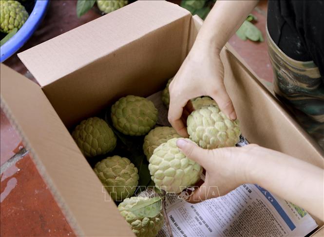 Na Bồ Lý được đóng gói trong thùng sau khi phân loại, sẵn sàng đưa ra thị trường. Ảnh: Hoàng Hùng - TTXVN