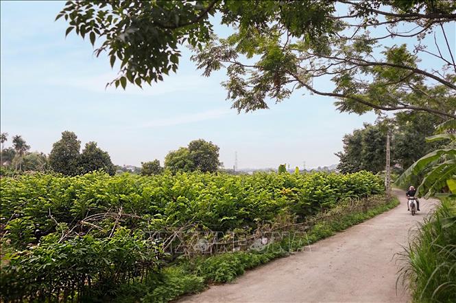 Cây na đang mang lại nguồn thu nhập ổn định cho người dân xã Đại Đình, góp phần nâng cao giá trị nông sản địa phương. Ảnh: Hoàng Hùng - TTXVN