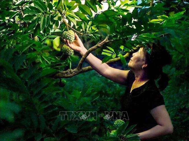 Thu hái trong đêm đã trở thành hình ảnh quen thuộc mỗi mùa na Bồ Lý. Ảnh: Hoàng Hùng - TTXVN