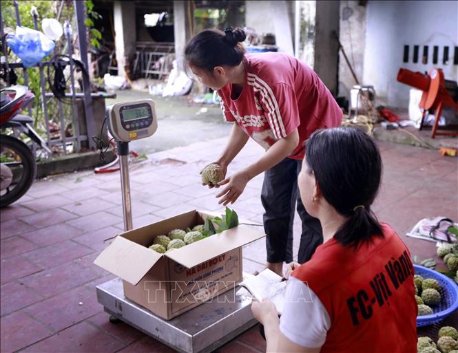 Những thùng na lần lượt được đưa lên cân, khâu cuối cùng trước khi rời vườn đến với khách hàng. Ảnh: Hoàng Hùng – TTXVN