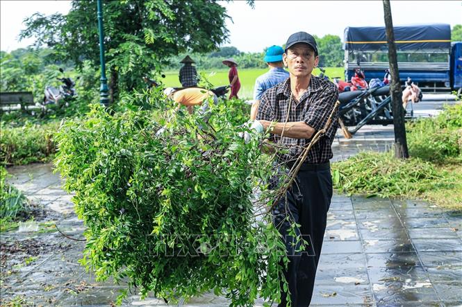 Người dân thu gom cành cây sau khi phát quang, chỉnh trang cảnh quan tại thôn Giao Tác, xã Thư Lâm (Hà Nội). Ảnh: Trung Nguyên - TTXVN
