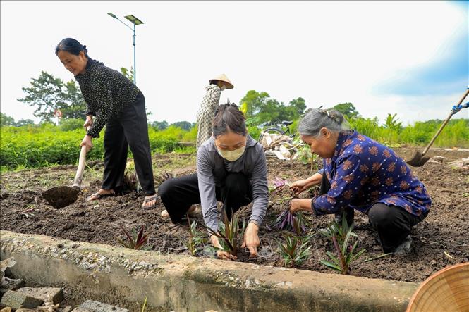 Người dân trồng hoa, xây dựng cảnh quan xanh, sạch, đẹp tại thôn Giao Tác, xã Thư Lâm (Hà Nội). Ảnh: Trung Nguyên - TTXVN
