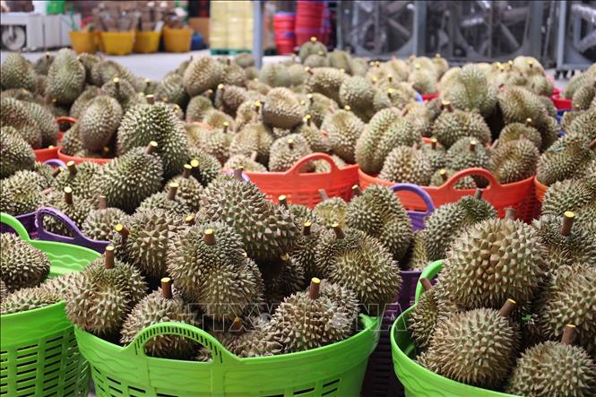 Collecting durians for export in the Central Highlands province of Dak Lak. VNA Photo