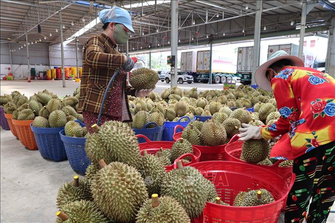 Preprocessing durians for export to China in the Central Highlands province of Dak Lak. VNA Photo