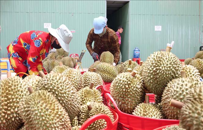 Preprocessing durians for export to China in the Central Highlands province of Dak Lak. VNA Photo