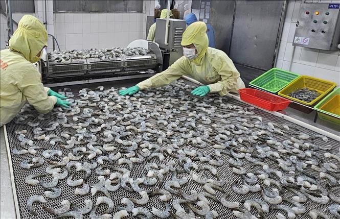 Processing shimps for export in the southernmost province of Ca Mau. VNA Photo
