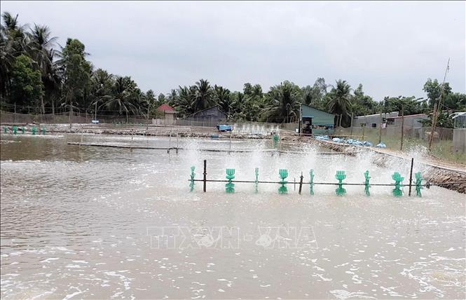 Ca Mau province expands the area for high-tech aquaculture. VNA Photo: Trung Hiếu