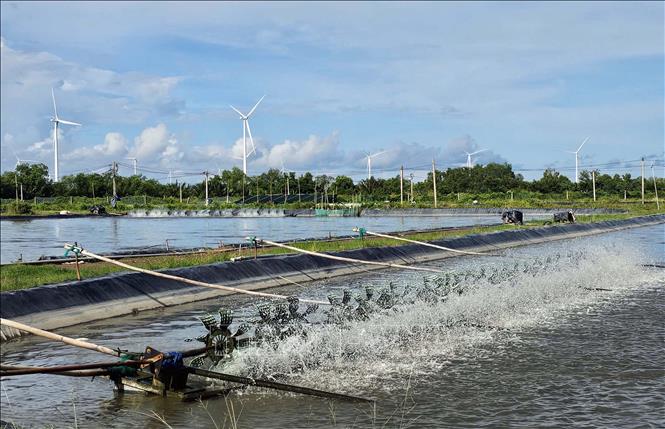 Ca Mau province expands the area for high-tech aquaculture. VNA Photo: Trung Hiếu
