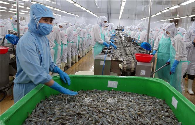 Processing shrimp for export brings significant revenue to Ca Mau province. VNA Photo: Trung Hiếu
