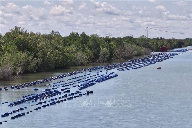 Ca Mau province expands the area for high-tech aquaculture. VNA Photo: Trung Hiếu
