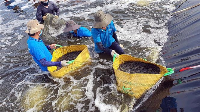 Ca Mau province expands the area for high-tech aquaculture. VNA Photo: Trung Hiếu