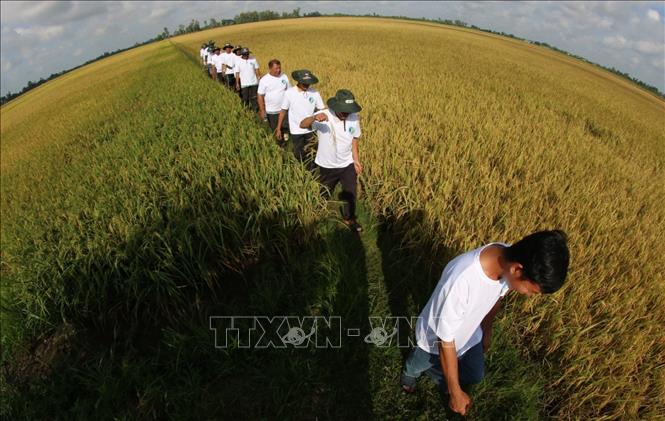 Mô hình vùng nguyên liệu sản xuất lúa chất lượng cao, phát thải thấp theo Đề án 1 triệu ha lúa tại xã Vị Thanh 1, thành phố Cần Thơ. Ảnh: Duy Khương – TTXVN