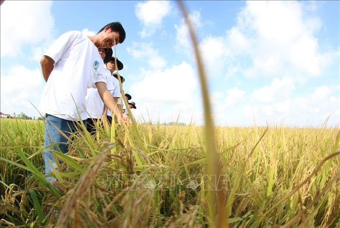 Mô hình vùng nguyên liệu sản xuất lúa chất lượng cao, phát thải thấp theo Đề án 1 triệu ha lúa tại xã Vị Thanh 1, thành phố Cần Thơ. Ảnh: Duy Khương – TTXVN