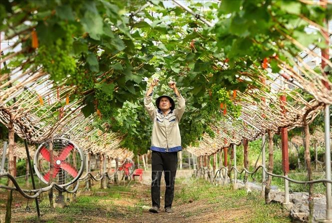 Khu vực nông nghiệp được Bắc Ninh định hướng phát triển theo hướng sản xuất hàng hóa quy mô lớn, ứng dụng công nghệ cao, nâng cao giá trị gia tăng và tăng cường liên kết chuỗi. Trong ảnh: Vườn Nho sữa Hàn Quốc nhà anh Leo Văn Tươi ở xã Kiên Lao (tỉnh Bắc Ninh) không chỉ mang lại thu nhập hàng trăm triệu đồng mỗi năm mà còn góp phần thúc đẩy xóa đói giảm nghèo, làm giàu trên chính mảnh đất quê hương. Ảnh: Danh Lam -TTXVN