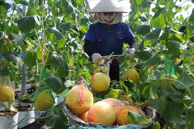Khu vực nông nghiệp được Bắc Ninh định hướng phát triển theo hướng sản xuất hàng hóa quy mô lớn, ứng dụng công nghệ cao, nâng cao giá trị gia tăng và tăng cường liên kết chuỗi. Trong ảnh: Thu hoạch dưa lưới tại Hợp tác xã rau sạch Yên Dũng, tỉnh Bắc Ninh. Ảnh: Việt Hùng – TTXVN