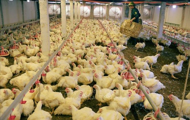 Khu vực nông nghiệp được Bắc Ninh định hướng phát triển theo hướng sản xuất hàng hóa quy mô lớn, ứng dụng công nghệ cao, nâng cao giá trị gia tăng và tăng cường liên kết chuỗi. Trong ảnh: Trang trại nuôi gà công nghiệp tại phường Tân An, tỉnh Bắc Ninh. Ảnh: Việt Hùng - TTXVN