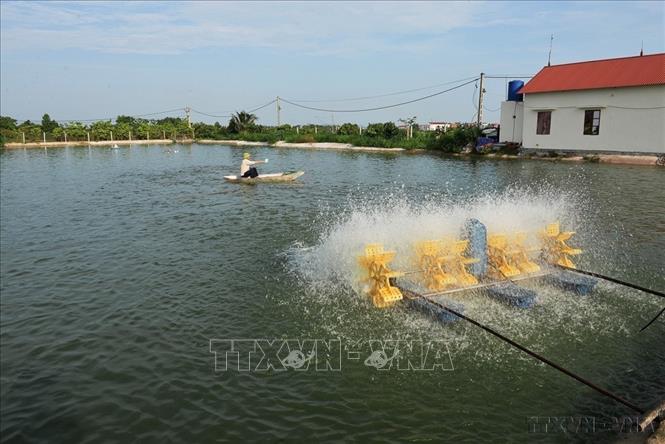 Mô hình nuôi thủy sản tập trung tại phường Tân An, tỉnh Bắc Ninh. Ảnh: Việt Hùng – TTXVN