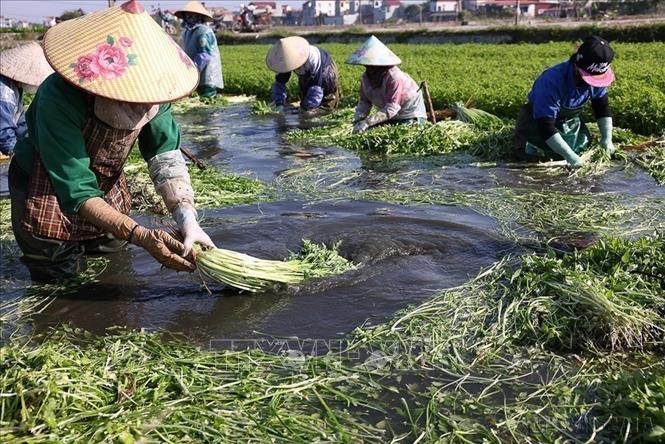  Sau sáp nhập tỉnh Bắc Ninh duy trì hoạt động 406 mã số vùng trồng, mã số cơ sở đóng gói đảm bảo tiêu chuẩn xuất khẩu và nội địa, tổng diện tích là 18.922,291ha. Trong ảnh: Thu hoạch rau cần ở HTX Rau cần Hiệp Hoà, tỉnh Bắc Ninh. Ảnh: Vũ Sinh - TTXVN