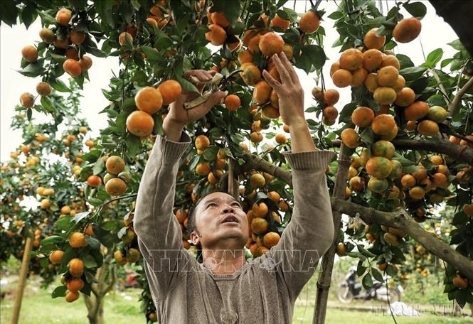Cải tiến quy trình kỹ thuật sản xuất Cam đường Canh (Cam ngọt) tại Bắc Ninh là sáng kiến vừa được Sở Nông nghiệp và Môi trường tỉnh Bắc Ninh công nhận hiệu quả áp dụng, khả năng nhân rộng cấp cơ sở của sáng kiến đợt 2 năm 2025. Ảnh: Danh Lam -TTXVN