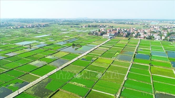 Khu vực nông nghiệp được Bắc Ninh định hướng phát triển theo hướng sản xuất hàng hóa quy mô lớn, ứng dụng công nghệ cao, nâng cao giá trị gia tăng và tăng cường liên kết chuỗi. Trong ảnh: Cánh đồng tại xã nông thôn mới Hoàng Vân, tỉnh Bắc Ninh. Ảnh: Việt Hùng – TTXVN