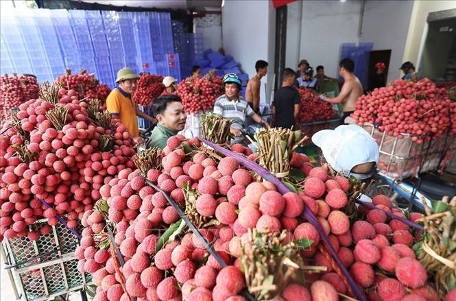 Khu vực nông nghiệp được Bắc Ninh định hướng phát triển theo hướng sản xuất hàng hóa quy mô lớn, ứng dụng công nghệ cao, nâng cao giá trị gia tăng và tăng cường liên kết chuỗi. Trong ảnh: Người dân mang vải thiều chính vụ đến cơ sở thu mua phục vụ xuất khẩu ở hộ tiểu thương Trần Thị Thuỷ, xã Lục Ngạn, tỉnh Bắc Ninh. Ảnh: Vũ Sinh - TTXVN