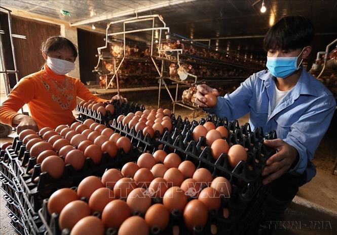 Khu vực nông nghiệp được Bắc Ninh định hướng phát triển theo hướng sản xuất hàng hóa quy mô lớn, ứng dụng công nghệ cao, nâng cao giá trị gia tăng và tăng cường liên kết chuỗi. Trong ảnh: Phân loại trứng gia cầm thương phẩm ở hộ nông dân Nguyễn Văn Sơn, xã Nhã Nam, tỉnh Bắc Ninh. Ảnh: Vũ Sinh - TTXVN