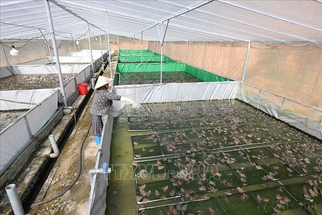 Xác định kinh tế tệp thể, lòng cốt là Hợp tác xã (HTX) có vai trò quan trọng trong phát triển kinh tế vùng nông thôn, hiện tỉnh Bắc Ninh đang tập trung triển khai các giải pháp trong việc cụ thể hóa chủ trương, chính sách, cơ chế để phát triển kinh tế tập thể, hợp tác xã theo hướng nâng cao năng suất. Trong ảnh: Chăn sóc đàn ếch thương phẩm ở hộ dân Trần Văn Cảnh, thành viên tổ hợp tác chăn nuôi tổng hợp, ở thôn Nam Điện, xã Nam Dương, tỉnh Bắc Ninh. Ảnh: Vũ Sinh - TTXVN